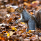 Illustration for article titled British chefs champion grey squirrel as the ultimate sustainable meatem/em